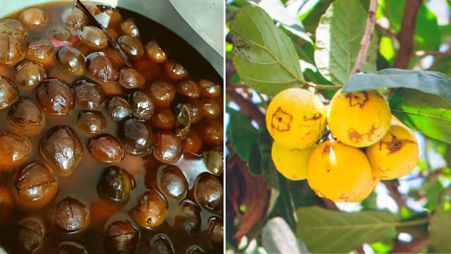 El ciricote se ha convertido en un dulce típico de Yucatán y es preparado en almíbar