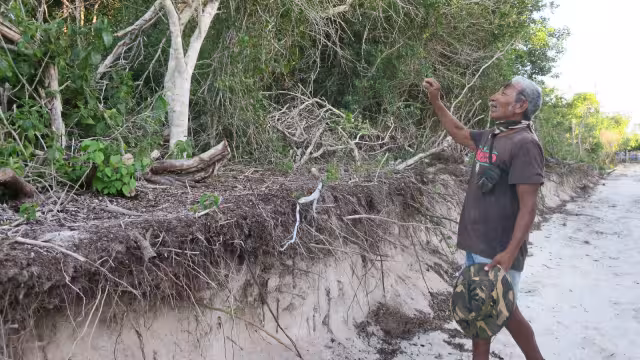 La maquinaria arrasa con todo tipo de vegetación