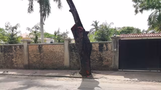 Este fue el árbol que impactó la conductora con su motocicleta.