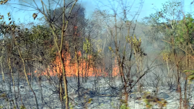 El incendio se originó este jueves en la carretera Mérida-Cancún