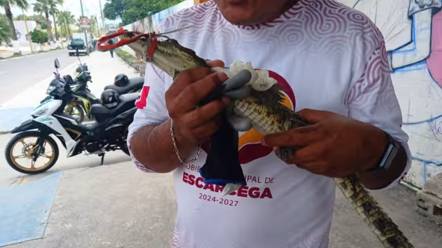 Protección Civil rescata cocodrilo bebé en panteón de Campeche