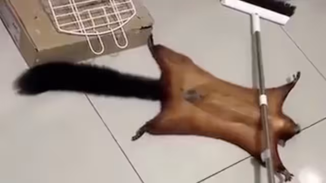 Ardilla dramática finge acciddente