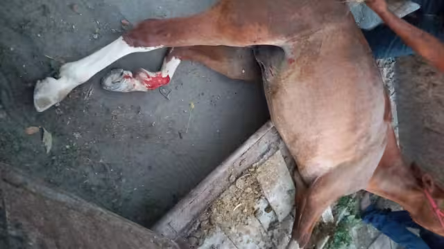 Debido a las heridas, el caballo murió minutos después