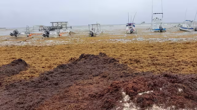 De continuar con el recale masivo de sargazo, podría batir récord este año