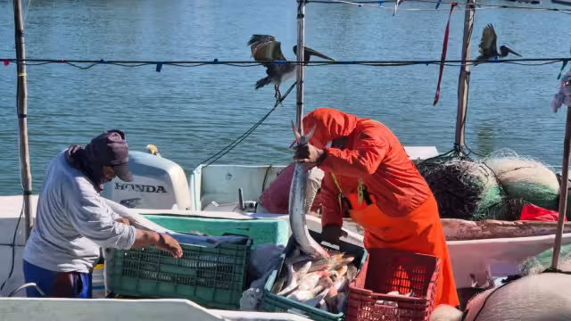 Pescadores ribereños que trabajan con la lisera reportan bajas capturas tras retomar actividades nocturnas.