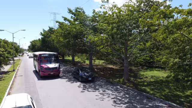 Lilia Carrillo, especialista del CICY, advirtió que las especies no endémicas, como el flamboyán, son las que más reportes de caídas generan en la ciudad