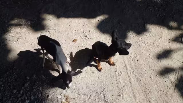 Cada año, alrededor de 200 animales terminan en las calles, en varios puntos de la isla, denunciaron los grupos activistas.