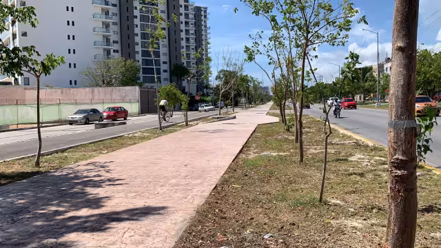 Se constató la supervivencia de los árboles que fueron trasplantados a lo largo de la Avenida Bonampak de Cancún