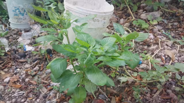 La deforestación en los montes de la localidad pone en peligro las hierbas para uso terapéutico