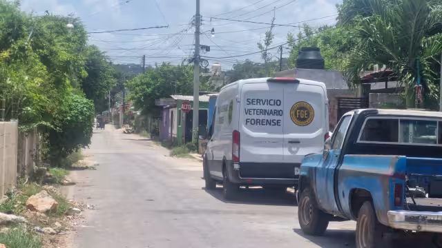 Un grupo de siete canes agrede a un perro salchicha durante un paseo en la colonia San Francisco