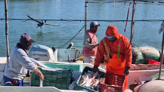 Pescadores reportan bajos volúmenes de escama tras reanudar actividades