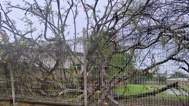 Se ha reportado la caída de árboles, sin presentar graves daños