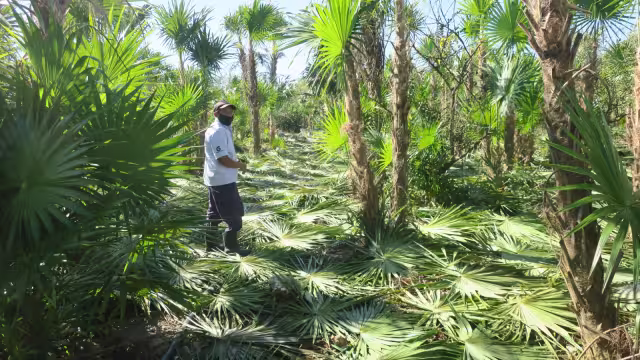 Una práctica difícil de realizar