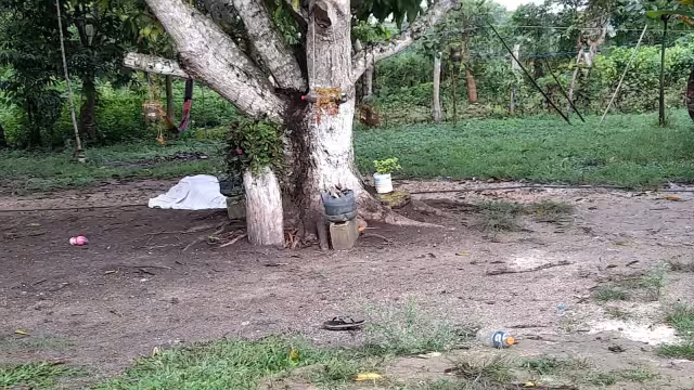 La mujer se ahorcó en un árbol que se encuentra en el patio de su casa