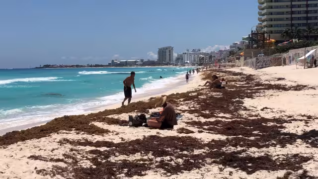 Playa Delfines es una de las playas con más sargazo