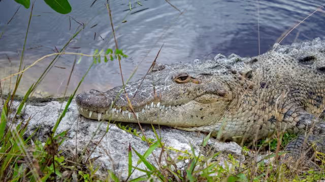 La investigación también busca determinar si el incremento de avistamientos recientes responde a cambios en el entorno provocados por la expansión urbana