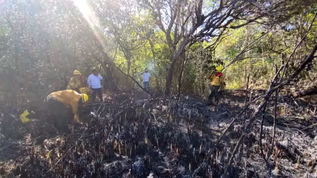 Fueron 60 hectáreas quemadas en el área del manglar de Campeche