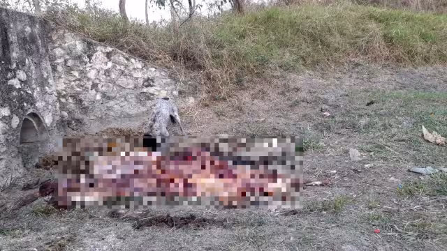 Se desconoce si la vaca fue robada y destazada en Escárcega