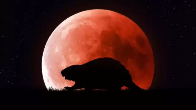 ¿Cuándo y cómo ver la Luna de Castor de noviembre 2023?