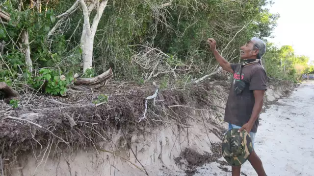 La maquinaria arrasa con todo tipo de vegetación