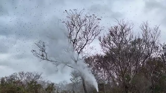 Pobladores temen que arrasen con los árboles frutales de los cuales depende la economía de la región