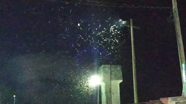 Las chinches se han visto principalmente en las lámparas de las calles de Valladolid