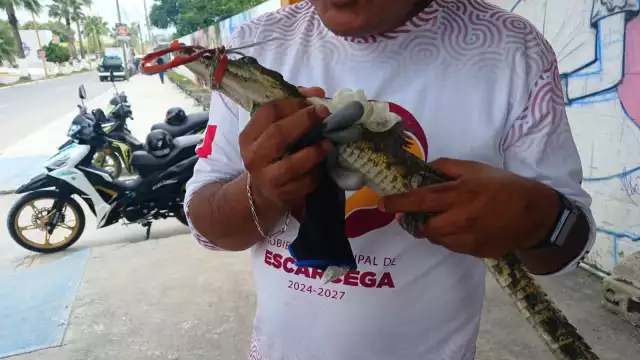 Protección Civil rescata cocodrilo bebé en panteón de Campeche