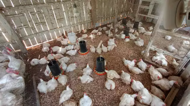 El guajolote nativo juega un papel importante en la cultura ancestral de las comunidades