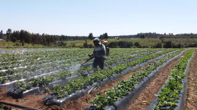 Los insecticidas generan daños al sistema nervioso, causan náuseas, vómitos o diarreas