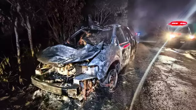 La enorme res murió calcinada dentro del vehículo