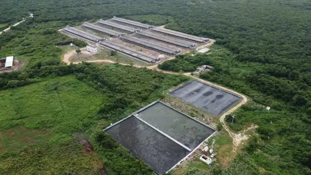 En el Foro Parlamentario Abierto, celebrado ayer, se expuso que en Yucatán hay 410 criaderos, que albergan a 50 mil puercos