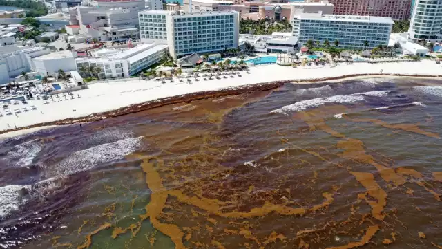 En algunas playas de Cancún, la acumulación de sargazo permanece en la orilla del mar, mientras se realizan los trabajos de limpieza de la macroalga