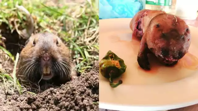 La tuza es un platillo que se cocina y come en Yucatán