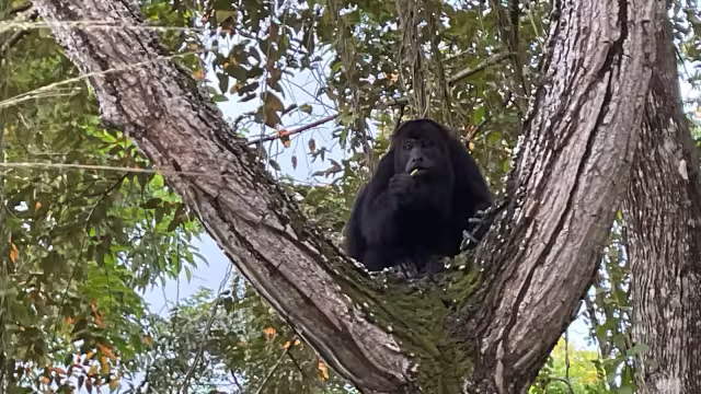 Las quemas afectan a las especies en peligro de extinción.