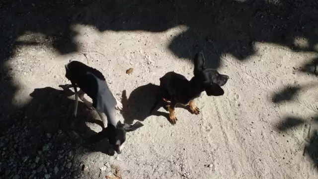 Cada año, alrededor de 200 animales terminan en las calles, en varios puntos de la isla, denunciaron los grupos activistas.