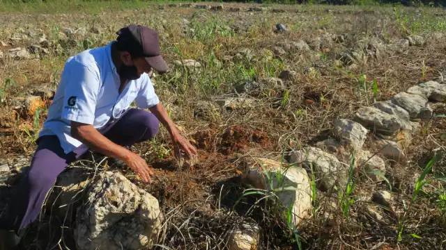 Hay campesinos que se encuentran cosechando calabaza y limón persa
