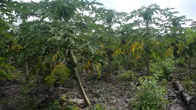 Todo comenzó cuando uno de los intermediarios que fueron a la región se llevó toda la producción de la fruta maradol sin pagar a los campesinos