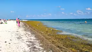Inicia la temporada de sargazo en playas de   Quintana Roo; también hay presencia de uvas de mar