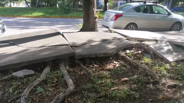 Los daños de la banqueta se han vuelto un problema para los peatones