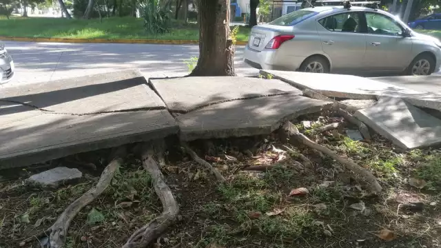 Los daños de la banqueta se han vuelto un problema para los peatones