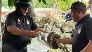 Dos serpientes movilizan a la Policía de Tizimín tras ser vistas en predios habitados  