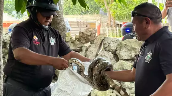 Los ejemplares fueron retirados por oficiales de Tizimín. Los ejemplares fueron retirados por oficiales de Tizimín.