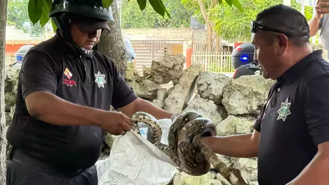 Los ejemplares fueron retirados por oficiales de Tizimín.