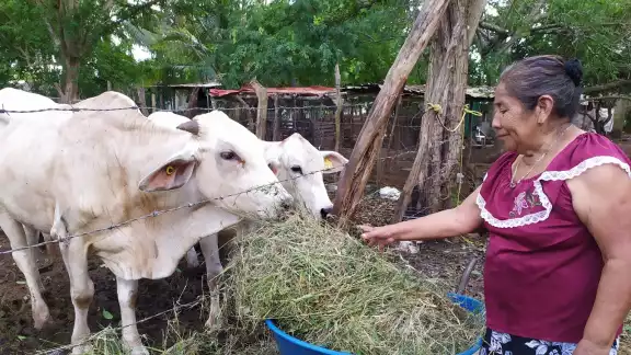 En Yucatán hay una gran cantidad de pobladoras que participan en trabajos agropecuarios, artesanales y comunitarios En Yucatán hay una gran cantidad de pobladoras que participan en trabajos agropecuarios, artesanales y comunitarios