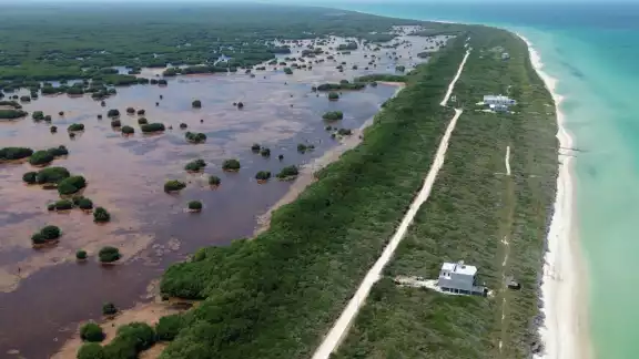 El litoral yucateco pierde manglares, valioso ecosistema para el equilibrio natural y protección de la zona