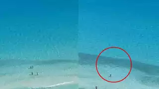 Captan banco de peces que atrae tiburones en Cancún