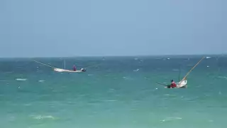 Oceana expuso la sobrepesca en México afecta a 4 de cada 10 especies de peces