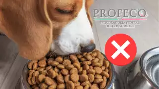 Estas son las 3 peores marcas de croquetas para perro, según la Profeco