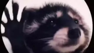 Pedro y el Mapache es uno de los nuevos videos virales que conquistó a internautas