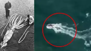 Captan en video a monstruo marino en playa Miramar
